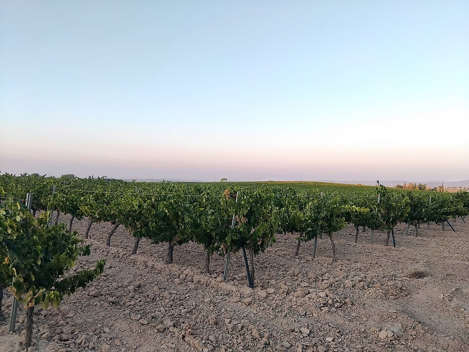 Viñedo en Montilla, 3