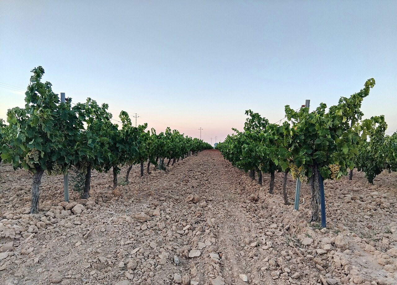 Montilla-Moriles: the wine made south of the city and served cold