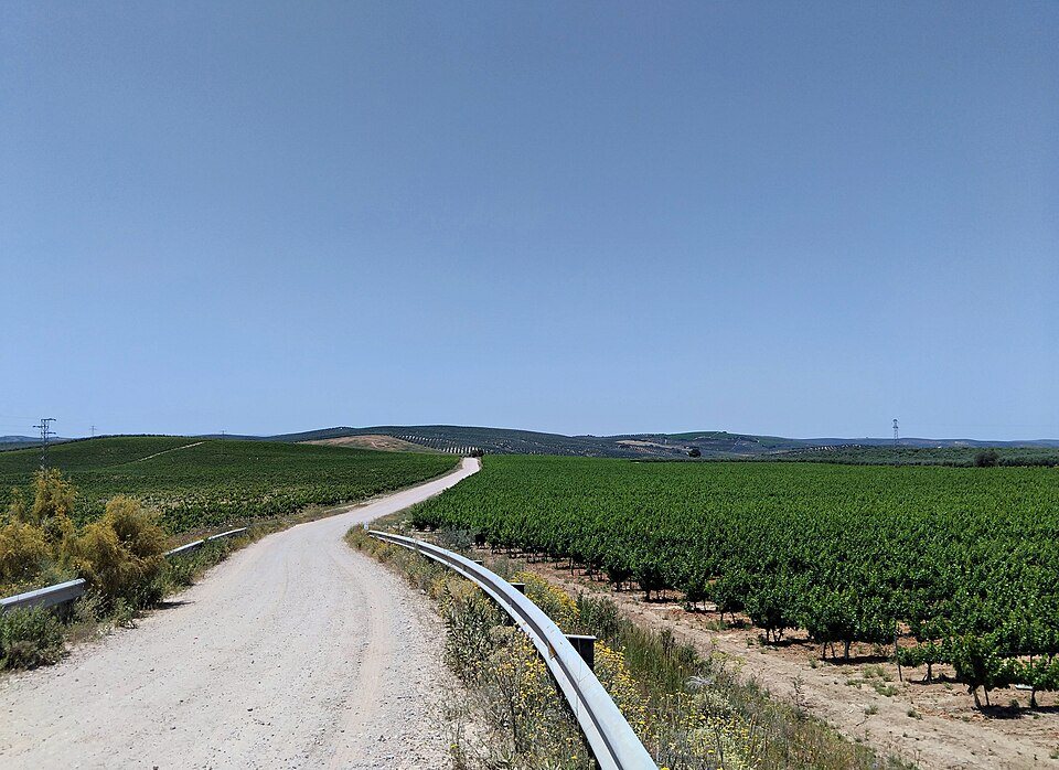 Paisaje de viñedos, Montilla