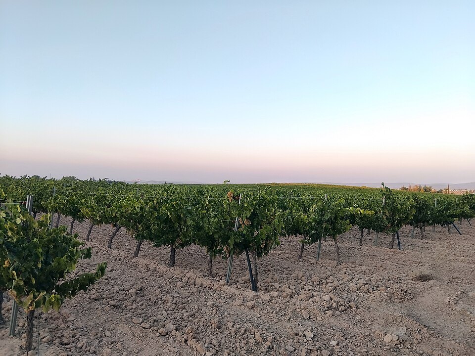 Vineyards at Montilla